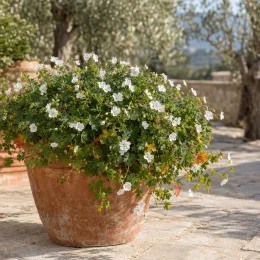 Pélargonium 'Album' (Geranium sanguineum) — massif de petites fleurs blanches en grand pot · Photo d'illustration