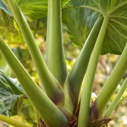 Oreille d'éléphant 'Jack's giant' (Colocasia esculenta) — gros plan sur pétioles et bases des feuilles