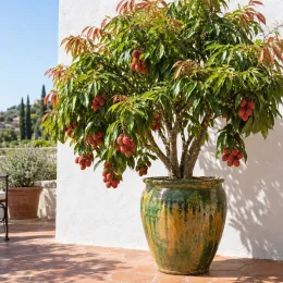 Litchi (Litchi chinensis) — arbre fruitier en pot vernissé sur terrasse · Photo d'illustration