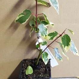 Baie de maqui 'Variegata' (Aristotelia chilensis) — jeune plant panaché en pot de pépinière · Godet