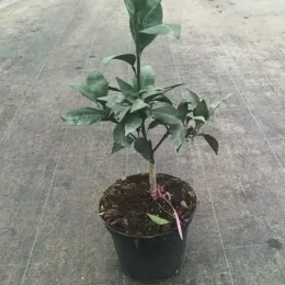 Oranger 'Navel negra' (Citrus sinensis) — jeune arbuste vert en pot de pépinière · Pot 5L Touffe