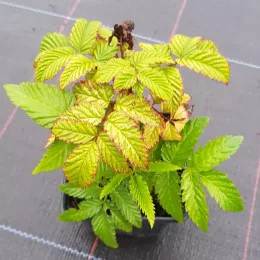 Framboisier fraise (Rubus illecebrosus) — jeune plant aux feuilles dentées vertes bordées de rouge · Godet
