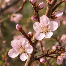 Pêcher 'Sanguine' (Prunus persica) — fleurs rose pâle sur branches noueuses · Photo d'illustration