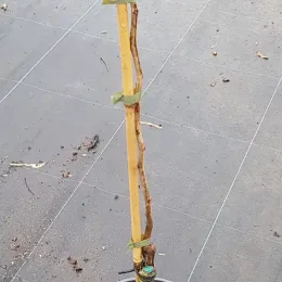 Févier d'amérique 'Skyline' (Gleditsia triacanthos) — jeune tige noueuse tuteurée dans un pot · Pot 2.5L Baliveau