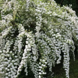 Spirée de vanhout (Spiraea vanhouttei) — arbuste couvert de petites fleurs blanches retombantes