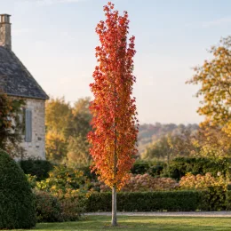 Érable rouge 'Amstrong' (Acer rubrum) — arbre élancé au feuillage rouge orangé · Photo d'illustration