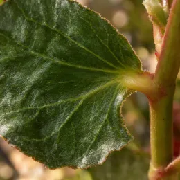 Bégonia tubéreux 'Prima donna clair de lune' (Begonia) — gros plan sur une feuille verte nervurée