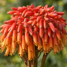 Aloès maculé (Aloe maculata) — grappe dense de fleurs tubulaires rouges et orange · Photo d'illustration