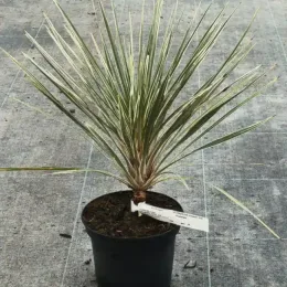 Cordyline 'Pink champagne' (Cordyline australis) — jeune plant dressé en pot noir, étiquette blanche · Pot 2.5L