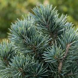 Pin sylvestre 'Watereri' (Pinus sylvestris) — gros plan sur aiguilles denses de conifère · Photo d'illustration