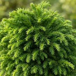 Cèdre du japon 'Little champion' (Cryptomeria japonica) — gros plan sur feuillage conifère dense vert