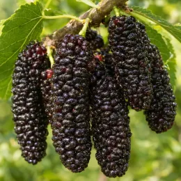 Mûrier blanc 'Giant fruit' (Morus alba) — grappe de fruits allongés bien mûrs