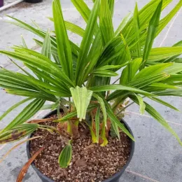 Palmier de chine (Trachycarpus fortunei) — jeune palmier en pot de culture · Pot 6L