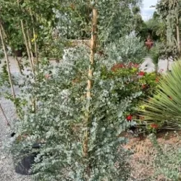 Eucalyptus à feuilles rondes 'Azura' (Eucalyptus gunnii) — arbuste dense en pot sur graviers · Pot 35L
