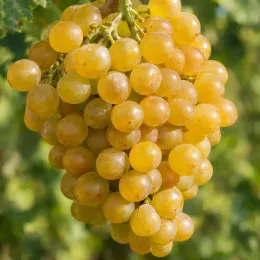Vigne 'De table perle de csaba' (Vitis vinifera) — grosse grappe de raisins jaunes mûrs · Photo d'illustration