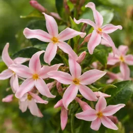 Jasmin étoilé jaune 'Pink showers' (Trachelospermum asiaticum) — fleurs étoilées roses à cœur jaune, gros plan · Photo d'illustration