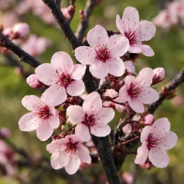 Prunier myrobolan 'Pissardii nigra' (Prunus cerasifera) — gros plan de fleurs rosées sur branches brunes