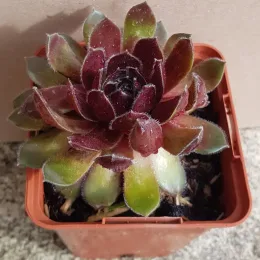 Joubarbe berry bomb 'Chick charms berry bomb' (Sempervivum) — rosette charnue bicolore dans pot en plastique · Godet