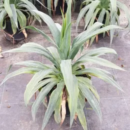 Plante de terrain sec (Furcraea quicheensis) — plante graphique aux longues feuilles arquées en pot · Pot 8L
