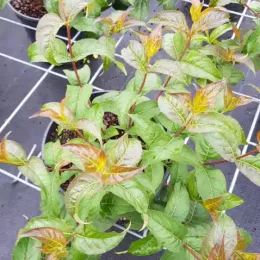 Diervillée 'Kodiak black' (Diervilla rivularis) — jeune arbuste en pot au feuillage vert et bronze · Pot 3L Touffe