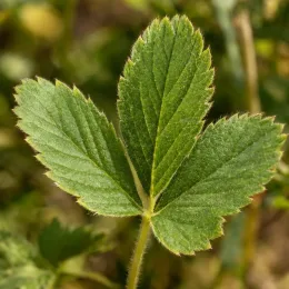 Fraisier des alpes jaune 'Alpine yellow' (Fragaria vesca) — gros plan sur feuille trilobée vert vif · Photo d'illustration