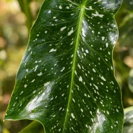 Arum 'Jewel' — gros plan sur grande feuille verte tachetée · Photo d'illustration