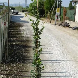 Jasmin étoilé (Trachelospermum jasminoides) — jeune plante grimpante tuteurée au bord d’un chemin · Pot 3L