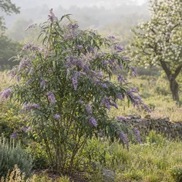 Arbre aux papillons (Buddleia salviifolia) — arbuste fleuri aux longues panicules mauves au jardin · Photo d'illustration