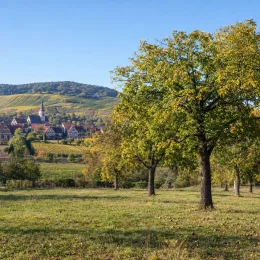 Noyer noir d'amérique 'Jni 900 france' (Juglans nigra) — alignement d'arbres isolés devant village viticole