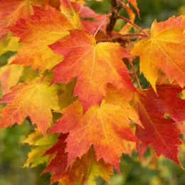 Érable rouge 'Armstrong' (Acer × freemanii) — feuilles lobées jaunes et rouges en gros plan