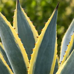 Agave d'amérique panaché jaune 'Marginata' (Agave americana) — gros plan sur feuilles épaisses bordées de jaune · Photo d'illustration