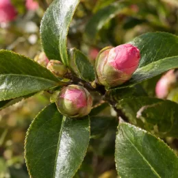 Camelia 'Spring formal' (Camelia japonica) — gros plan sur boutons floraux roses et feuillage · Photo d'illustration