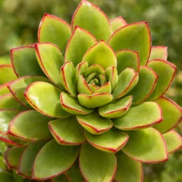 Succulente 'Surreal diamond' (Semponium) — rosette de feuilles charnues vertes bordées de rouge · Photo d'illustration