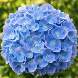 Hortensia 'Bailmer' (Hydrangea macrophylla) — grosse inflorescence sphérique bleue en gros plan · Photo d'illustration