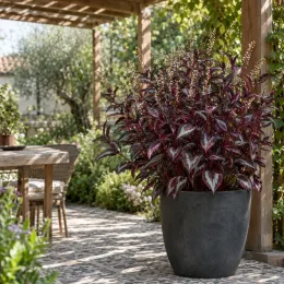 Persicaire 'Reddragon' (Persicaria microcephalla) — grand feuillage bicolore dans grand pot gris · Photo d'illustration