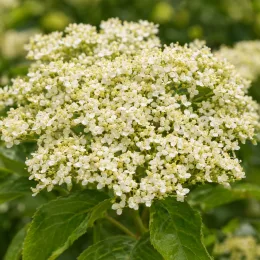 Cornouiller discuté (Cornus controversa) — grand bouquet de petites fleurs blanches · Photo d'illustration