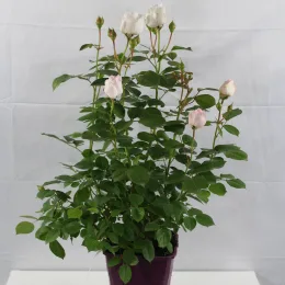 Rosier 'La belle rouet' (Rosa hybrida) — rosier buissonnant en pot avec boutons floraux · Pot 4L