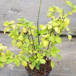 Mackaye élégante (Mackaya bella) — jeune arbuste aux feuilles vert clair en pot · Pot 2.5L Touffe
