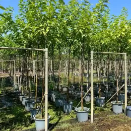 Mûrier platane sans fruit (Morus kagayamae) — rangées de jeunes arbres tuteurés en pots gris · Pot 30L Tige 6/8