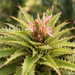 Orchidée (Hechtia nuusaviorum) — rosette de feuilles épineuses avec fleurs roses centrales · Photo d'illustration