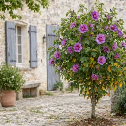 Althéa 'Walberton's lunar rhapsody' (Hibiscus syriacus) — petit arbuste fleuri devant maison en pierre