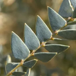 Mimosa d'hiver (Acacia cultriformis) — gros plan sur rameau aux feuilles triangulaires · Photo d'illustration