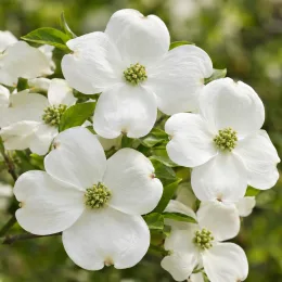 Cornouiller à fleurs américain 'Cherokee princess' (Cornus florida) — grands pétales blancs autour d’un cœur vert · Photo d'illustration