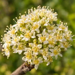 Cornouiller mâle 'Jolico' (Cornus mas) — grappe dense de petites fleurs crème en gros plan · Photo d'illustration