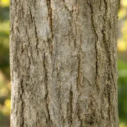 Frêne commun 'Westhof s glorie' (Fraxinus excelsior) — tronc d’arbre avec écorce texturée en gros plan