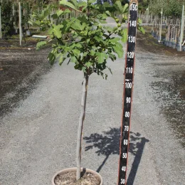 Figuier 'Noire de caromb' (Ficus carica) — Pot 15L 1/2 tige