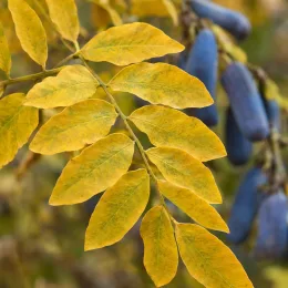 Arbre aux haricots bleus (Decaisnea fargesii) — feuillage jaune avec gousses allongées bleu violacé