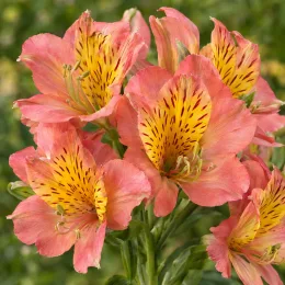 Alstrœmères (Alstroemeria sirius) — grappes de fleurs orange à cœur jaune tacheté · Photo d'illustration