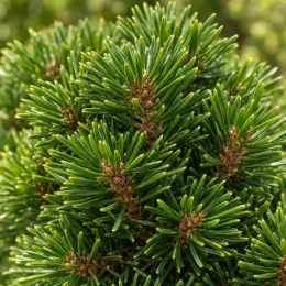Pin de montagne 'Mughus' (Pinus) — gros plan sur aiguilles serrées de conifère · Photo d'illustration