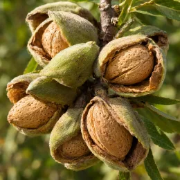 Amandier 'Ferraduel' (Prunus amygdalus) — gros plan de fruits à coque ouverts